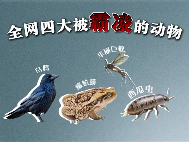 全网被误会的四大动物，小时候老觉得它们是坏的