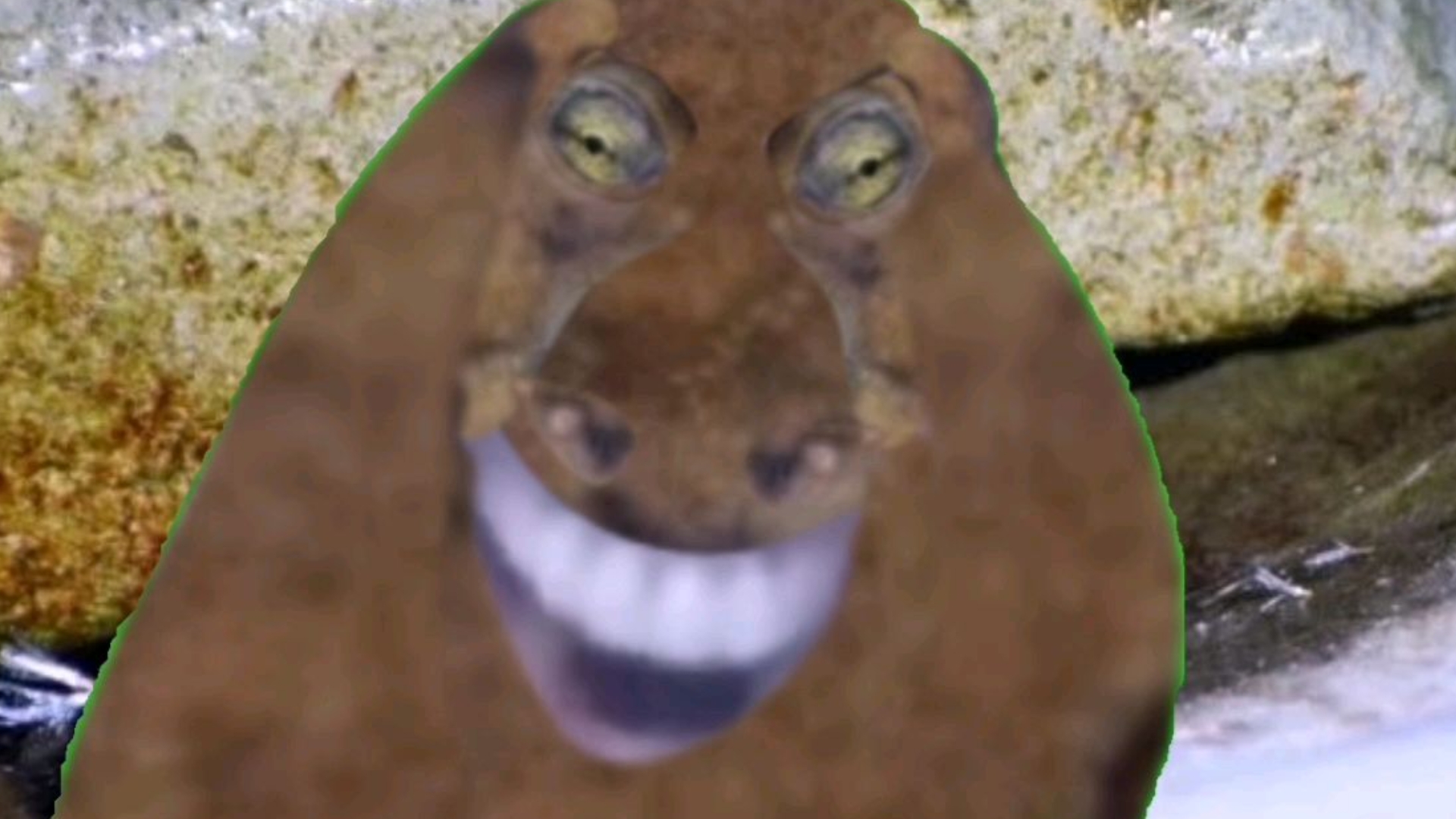 大家好啊，我是说的道鲵↓一↑