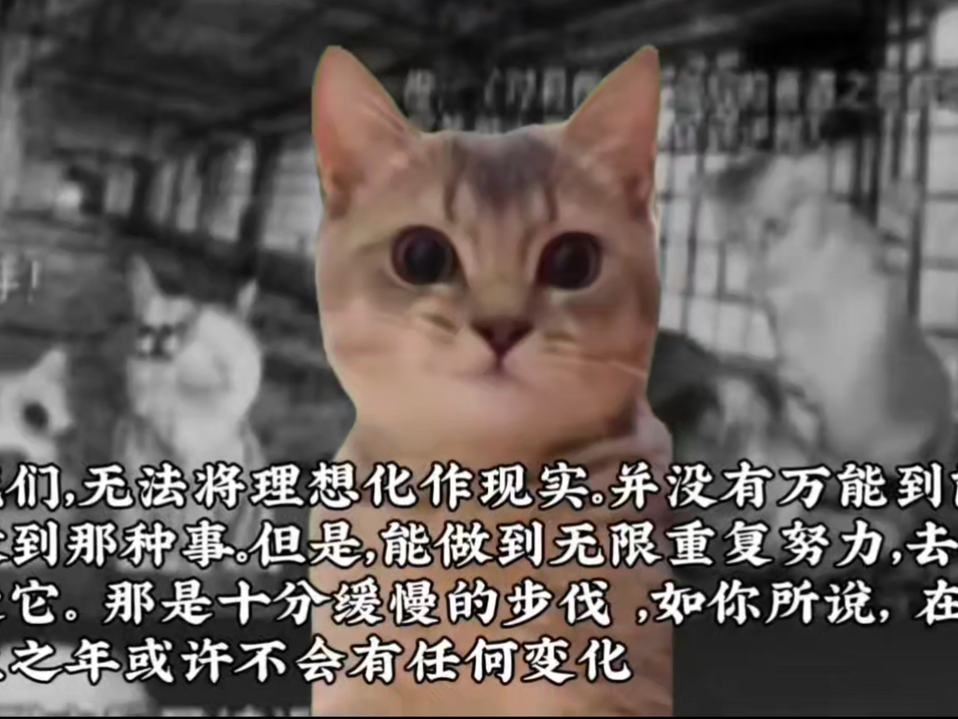 【东方】用猫meme的方式打开《东方无限螺旋》第二部的故事