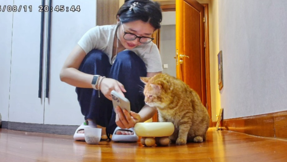 当代年轻人养猫现状