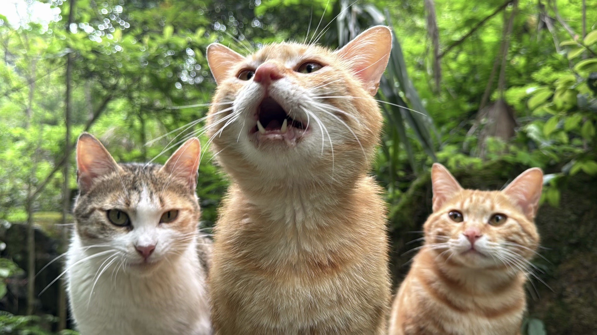 不速之客猫咪来茶园 帽子鸭迷路隔天现身