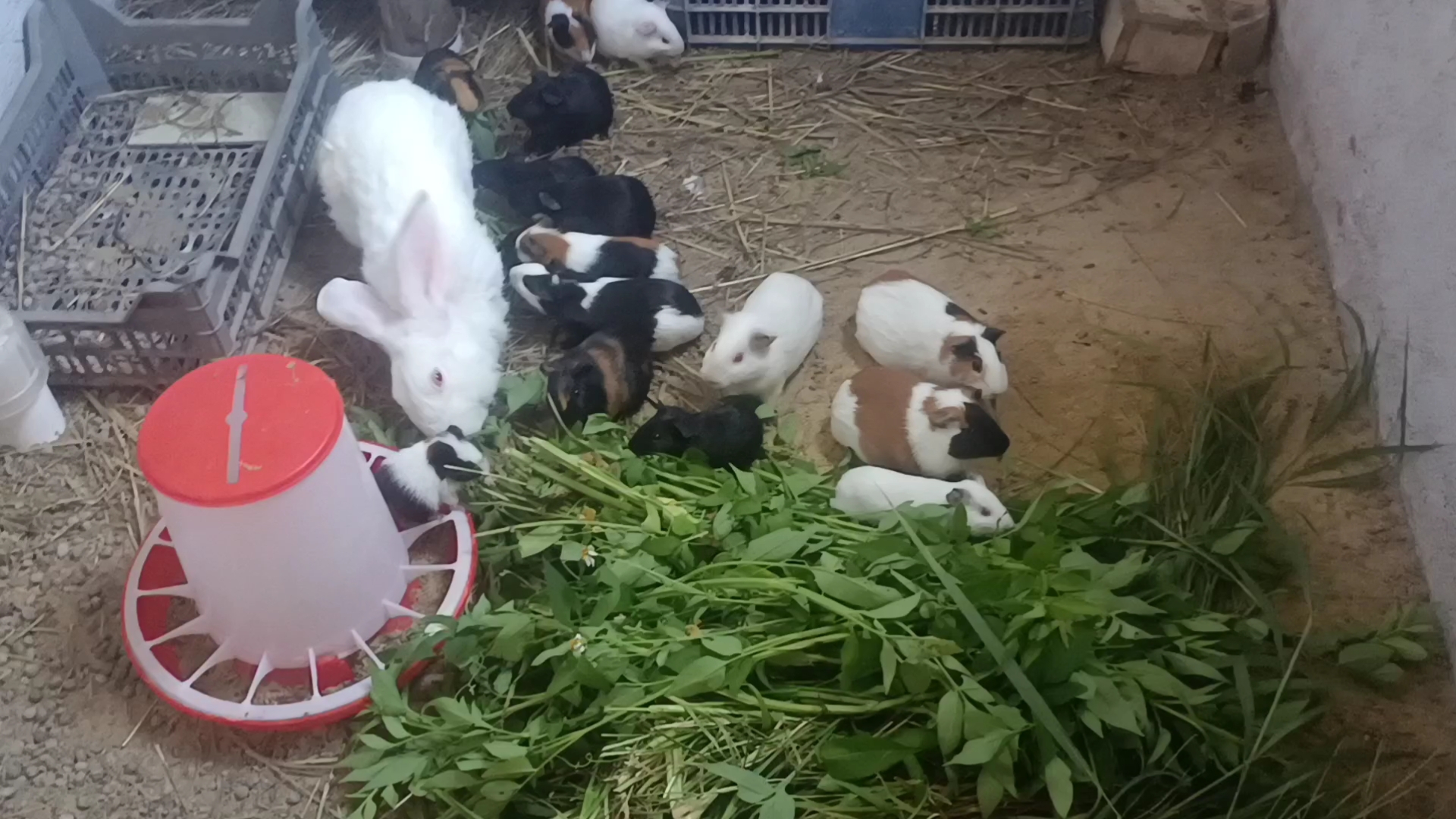 尽情的吃吧，朝廷的赈灾粮到了