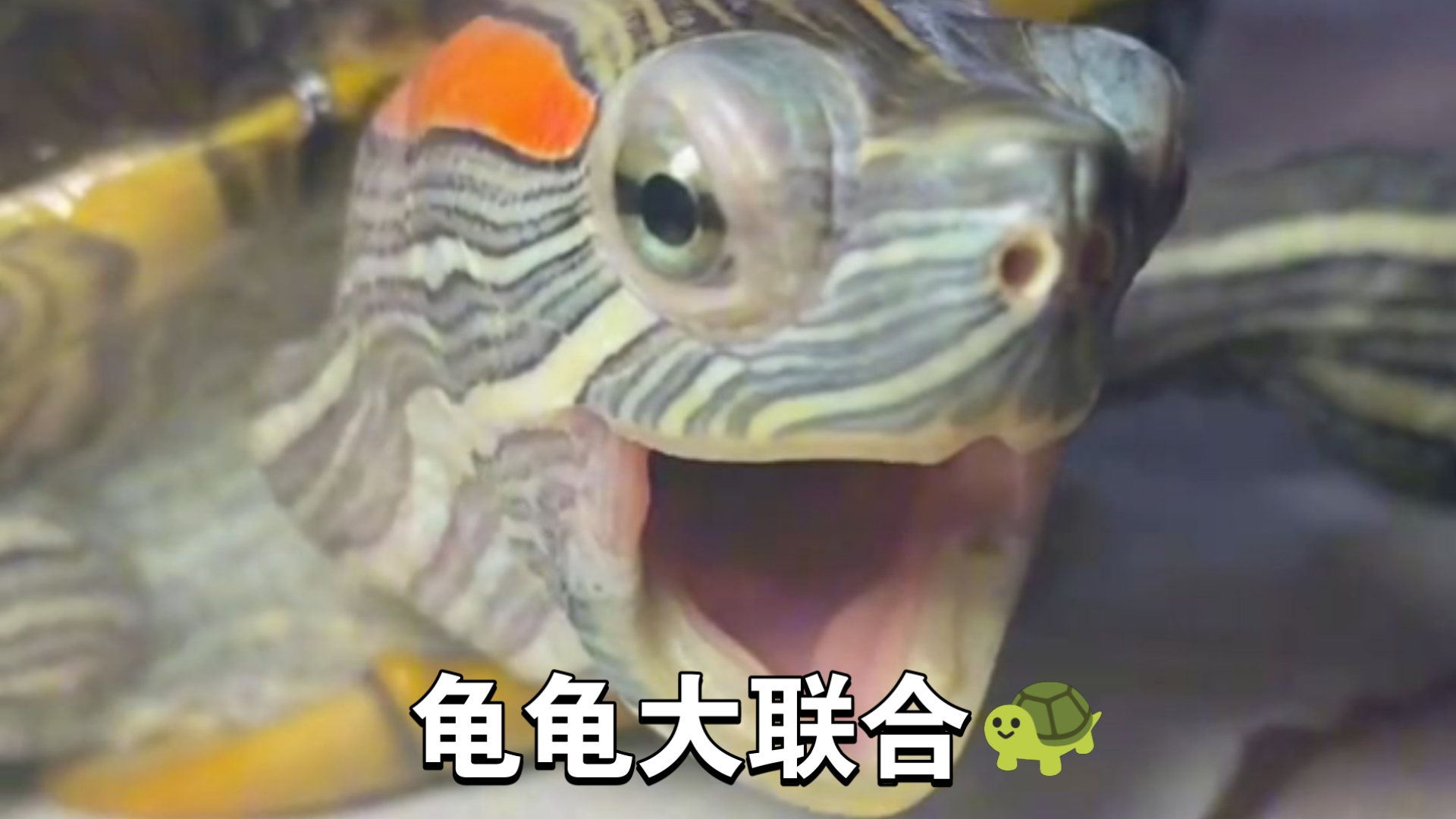 所有龟龟大联合啦，有你喜欢的吗～