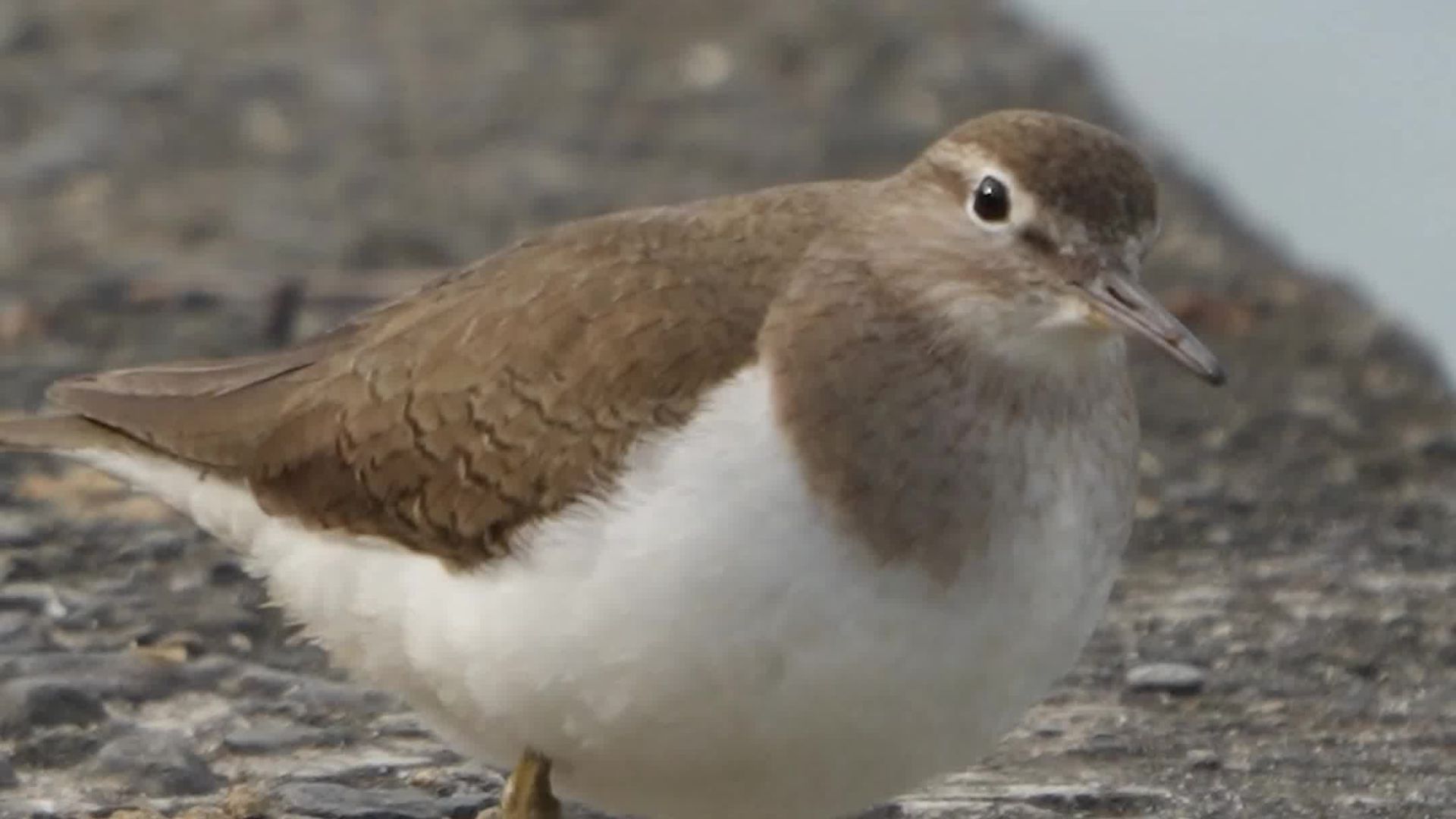 連吃飯都很有節奏感！最動感的鳥鳥 | 波氏家族 popofamily #野