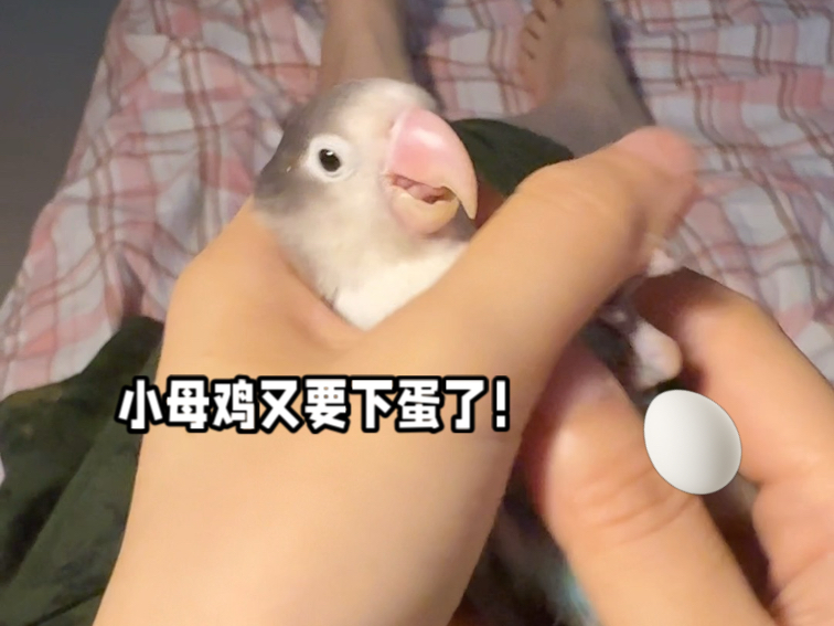 今天给怀孕的小母鸡体检！