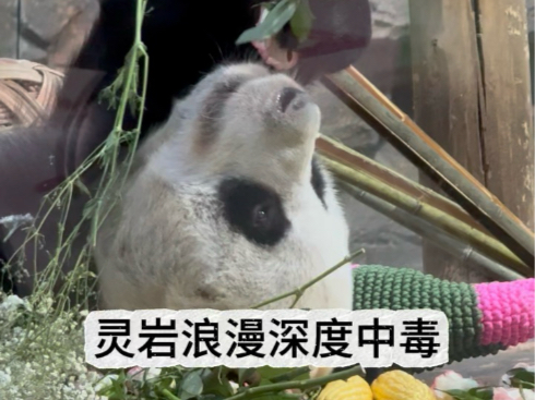 灵岩，浪漫深度中毒