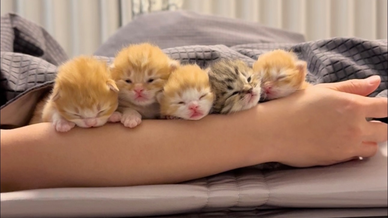 干的就是小猫保姆！