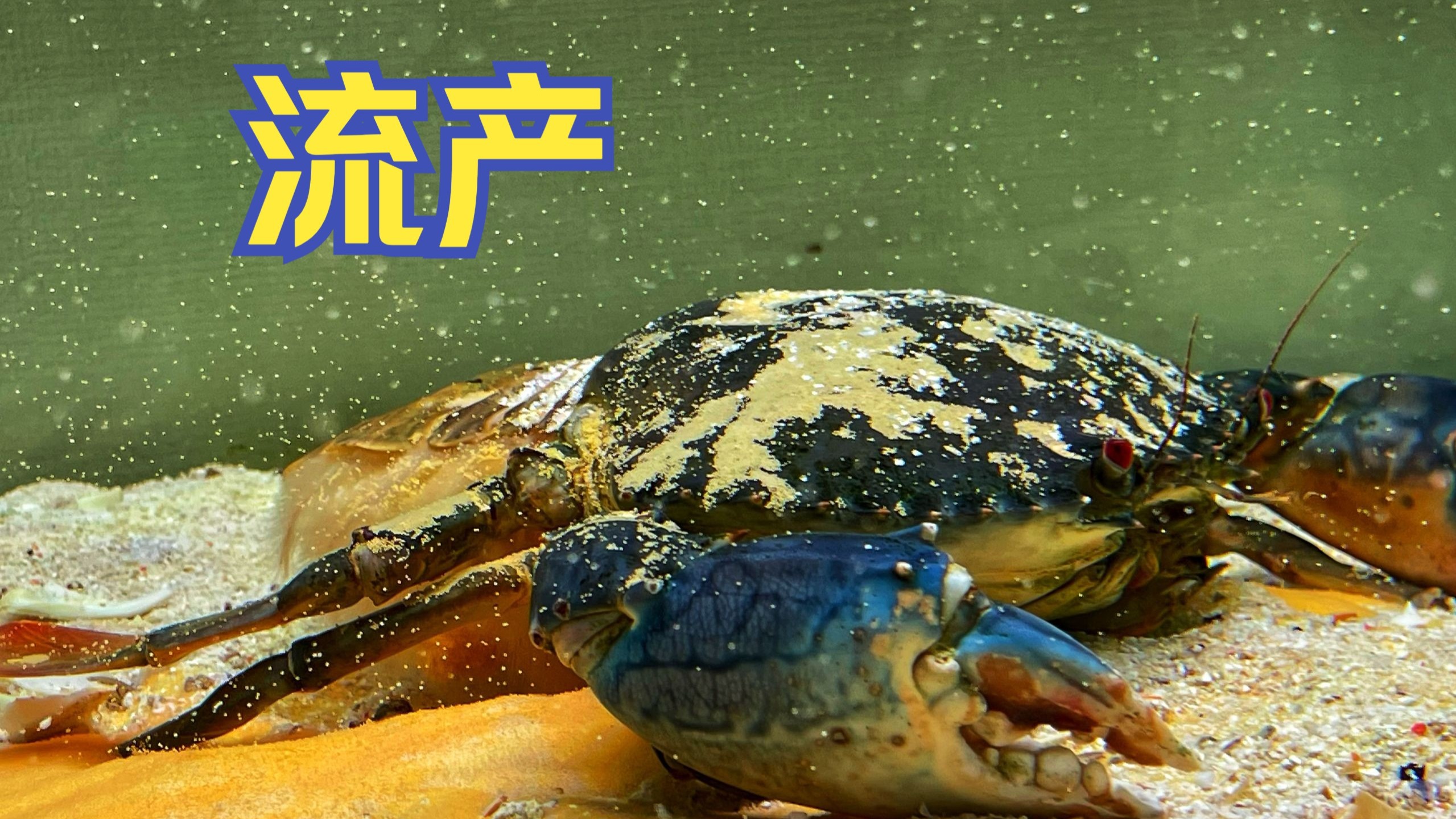 饲养了快两年的青蟹，第一次抱卵却“流产”了！