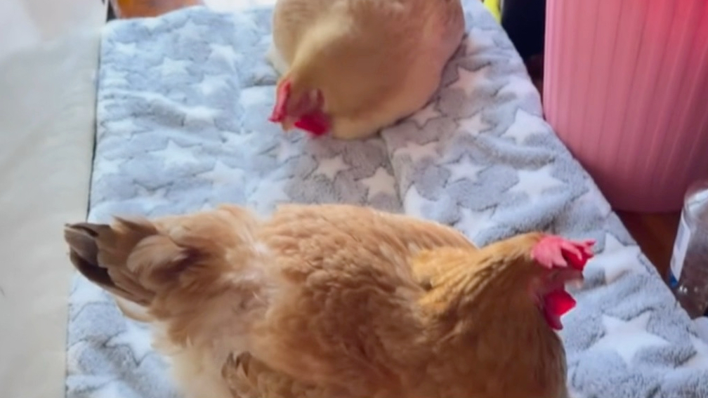 【樱花】一起陪姐姐写作业