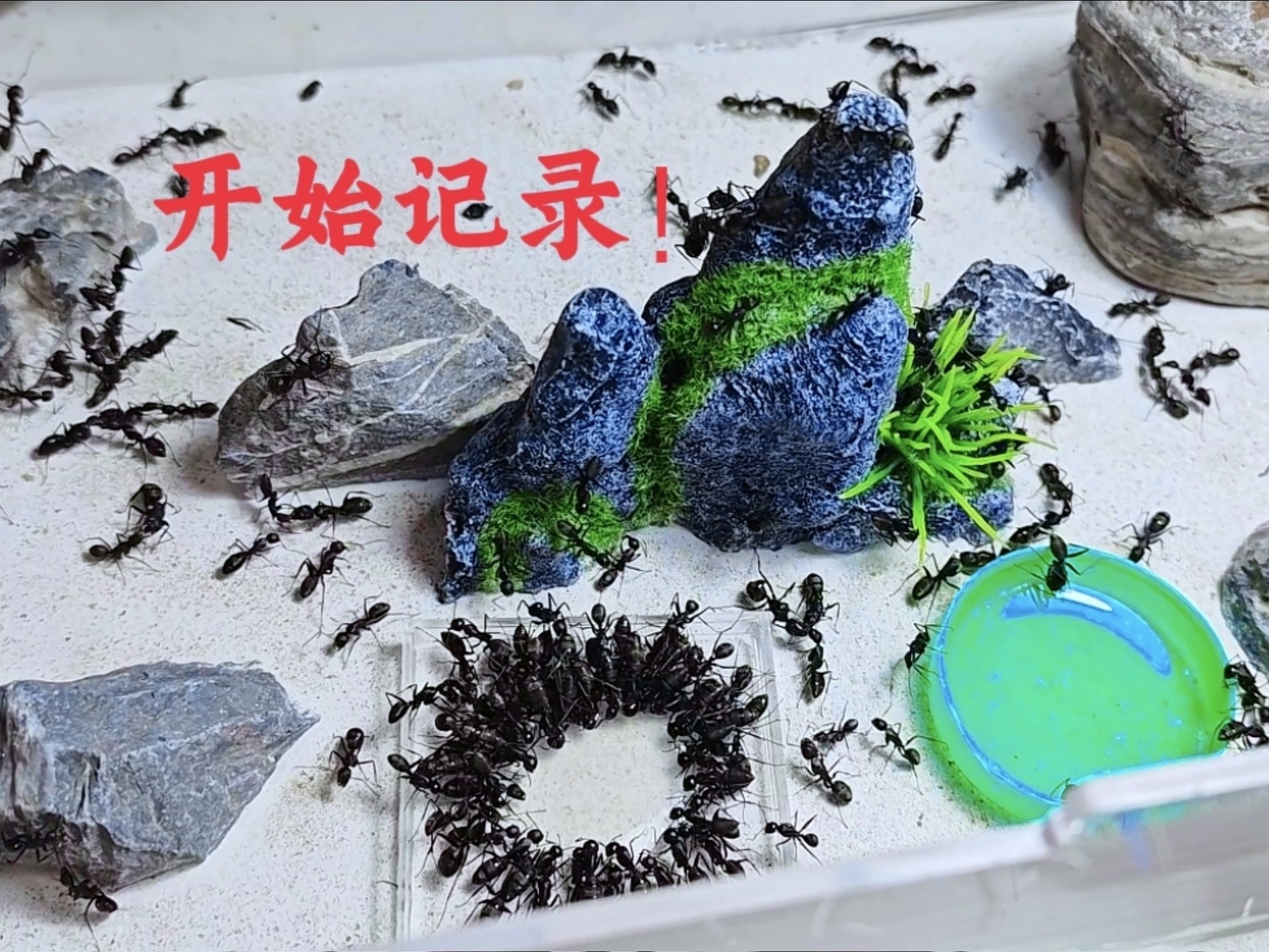 【纪录篇】日本弓背蚁大群喂食记！