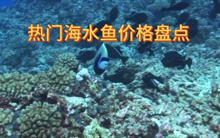 【8月最新行情速递】海水鱼玩家看过来！一手价价格情报新鲜出