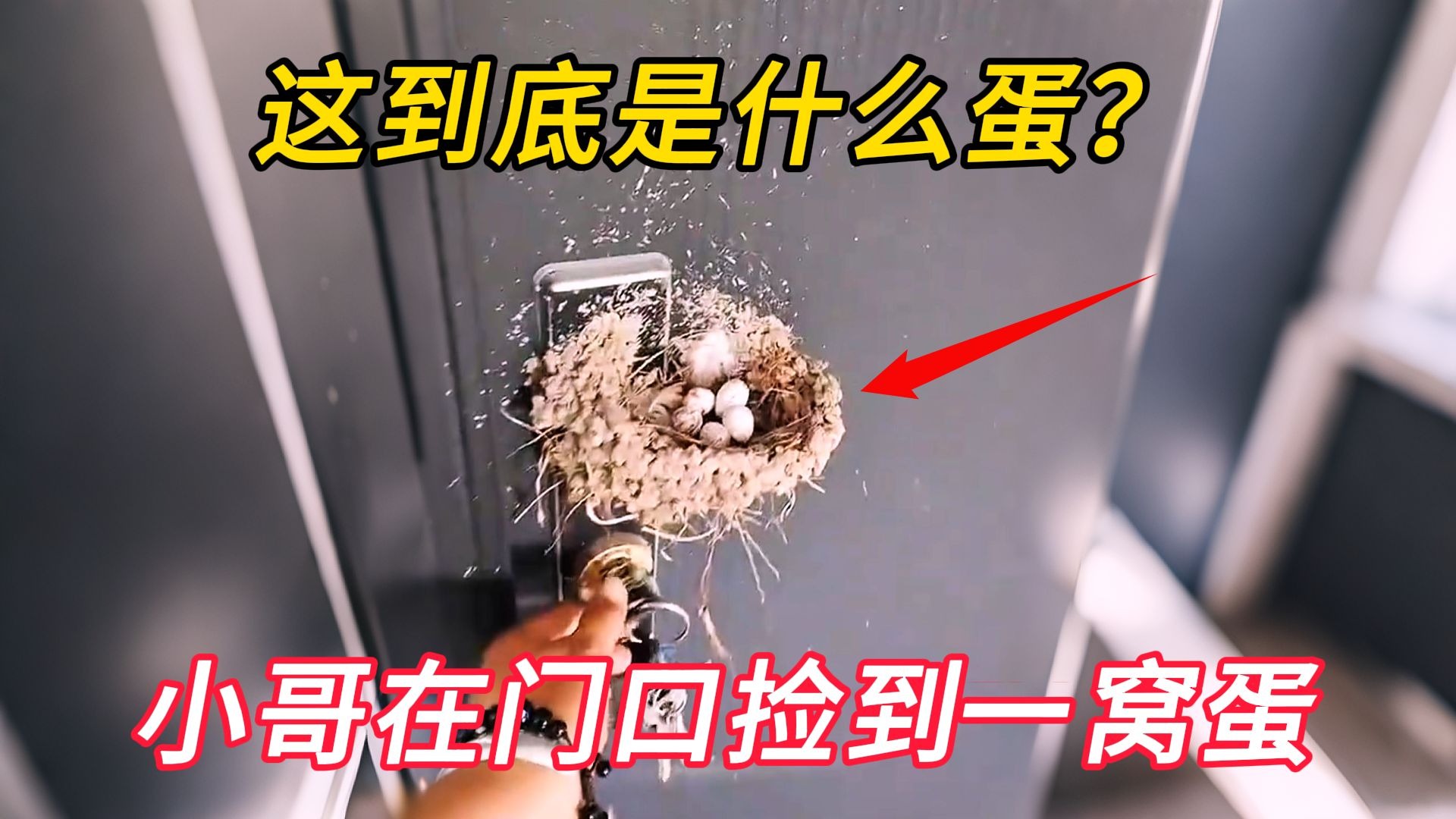 小哥意外发现自己门上有一窝鸟蛋，将它孵化后给自己带来巨大财