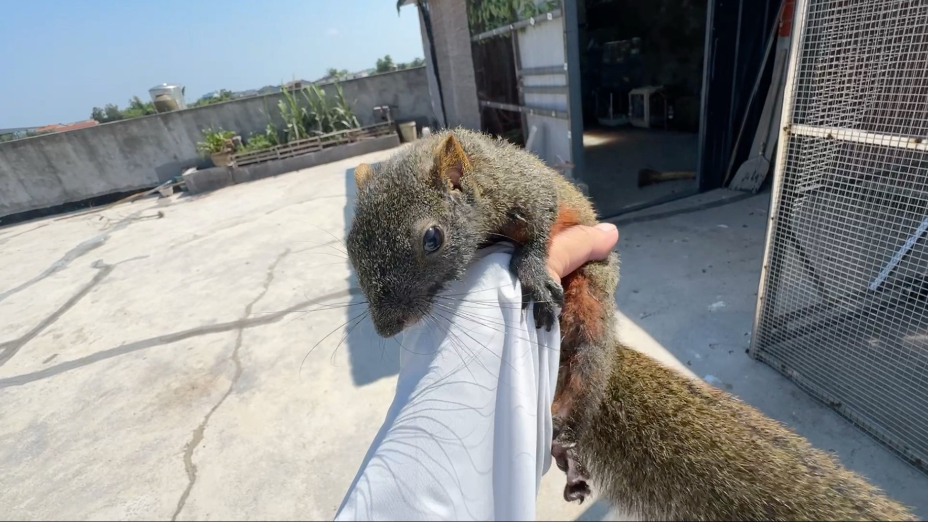 这旺盛的精力该送它去发电
