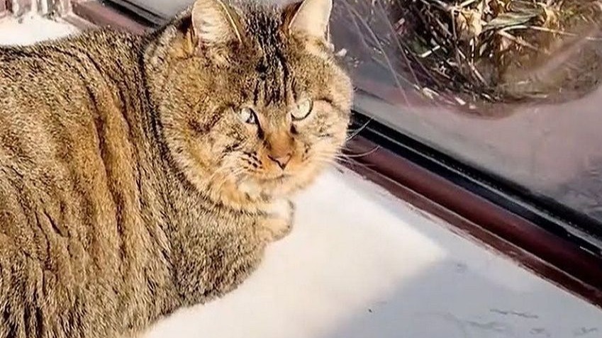 很奇怪，这只流浪猫是怎么变得这么胖的？