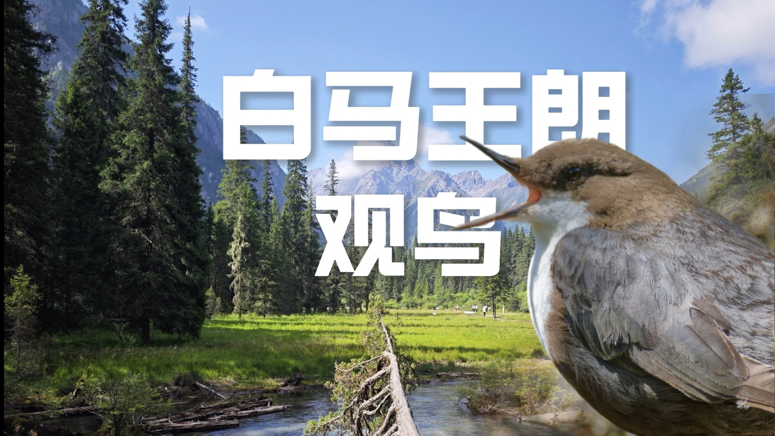 李子柒弹钢琴的地方！竟然有这么可爱的小鸟！【一起去观鸟第205