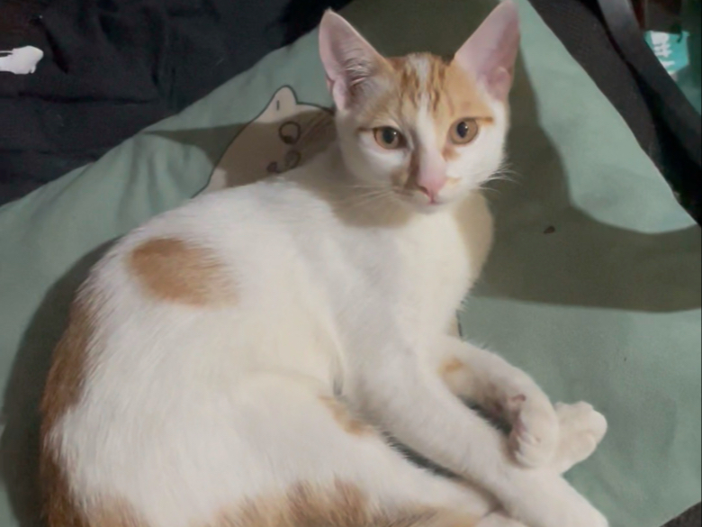 哼唧猫撸爆