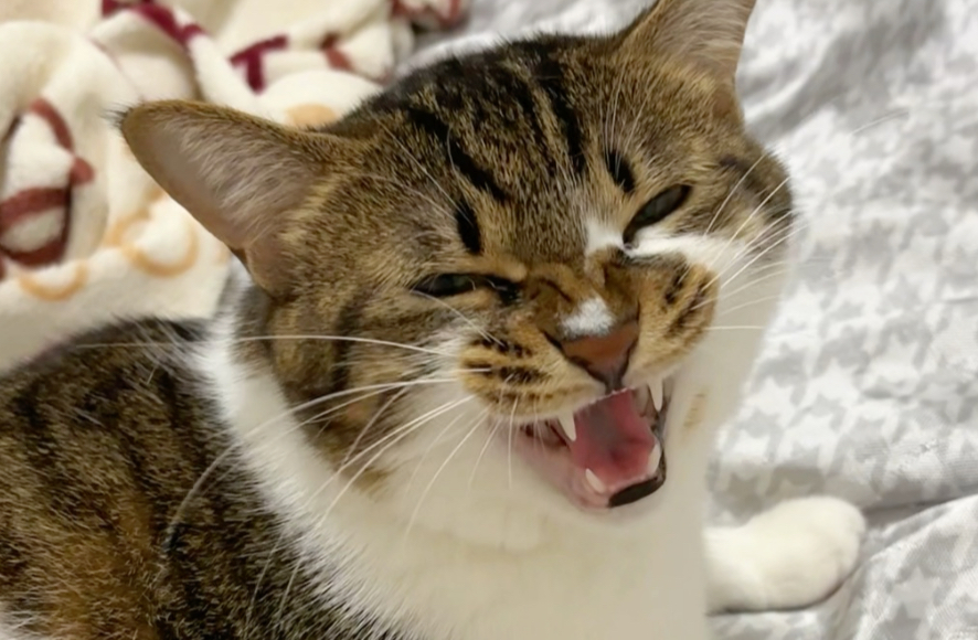 猫儿这个萌萌踩奶