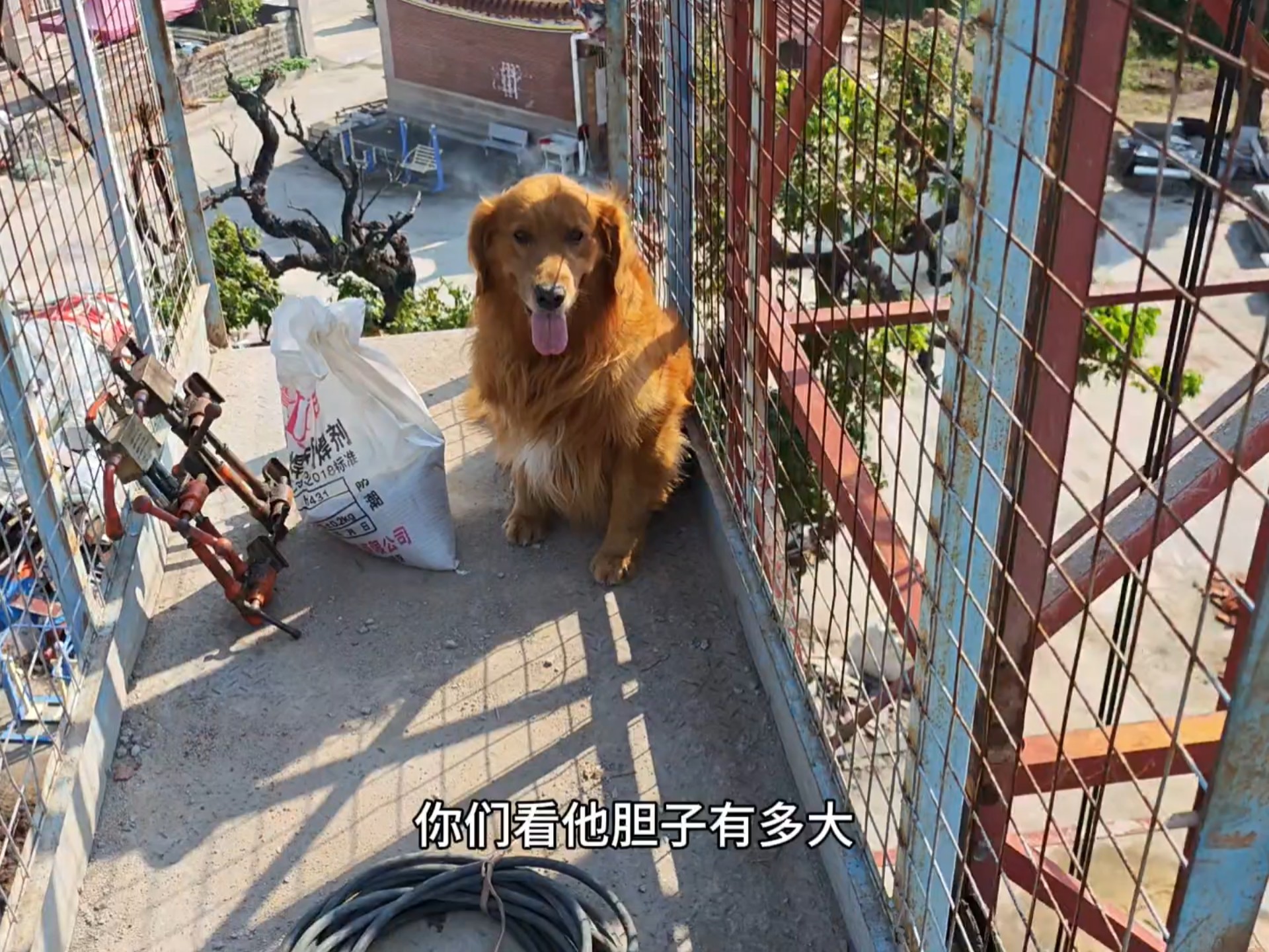 大金毛坐升降机坐上瘾了，天没亮就跟着主人去工地了！