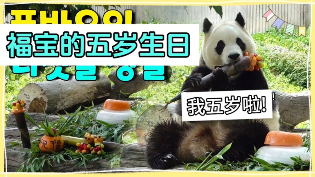 【中字】250724更新｜福宝的五岁生日终于来了｜真心祝福宝生日快