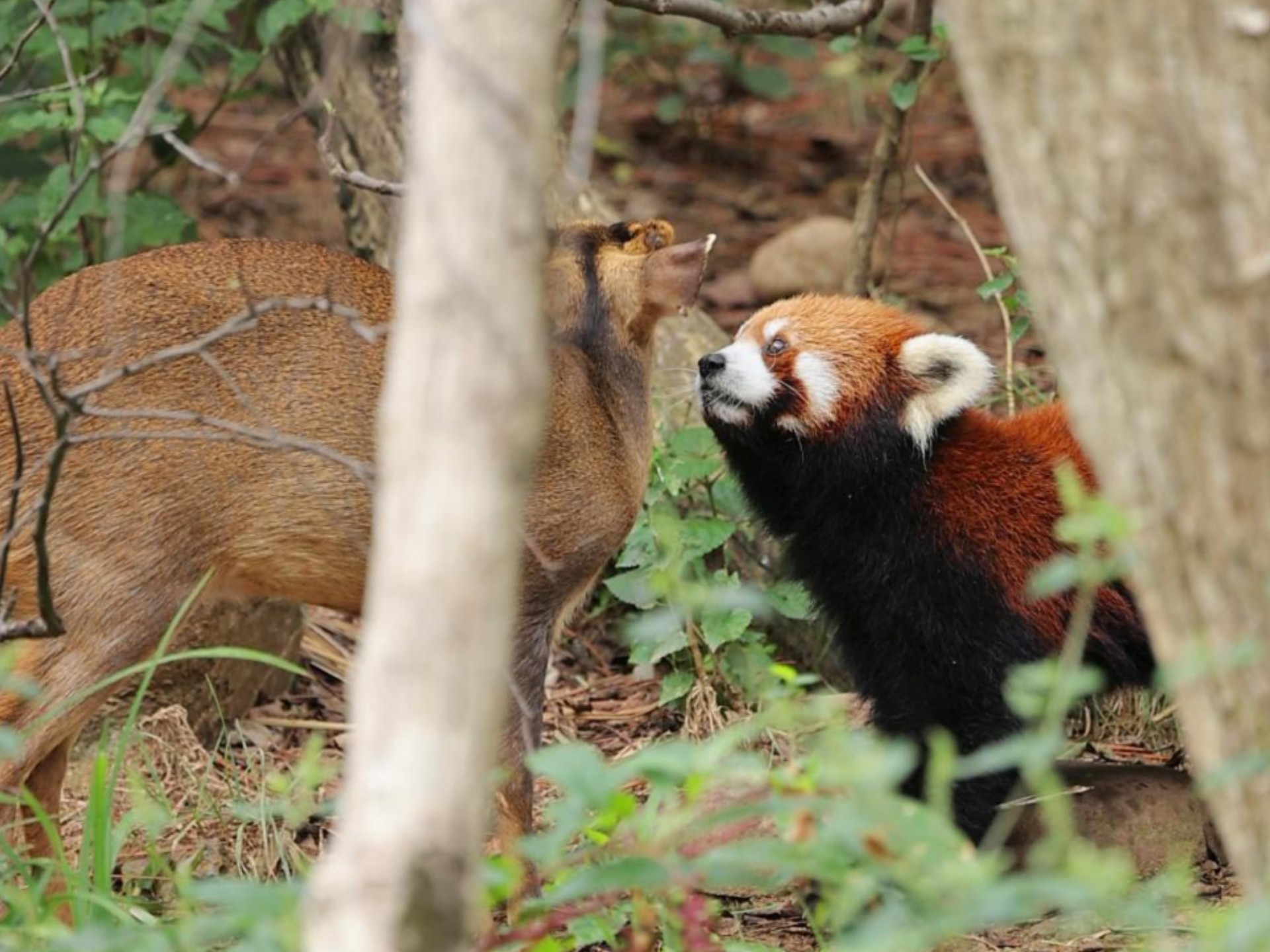 小熊猫被恶霸同事抢走小苹果！！小麂你没有心