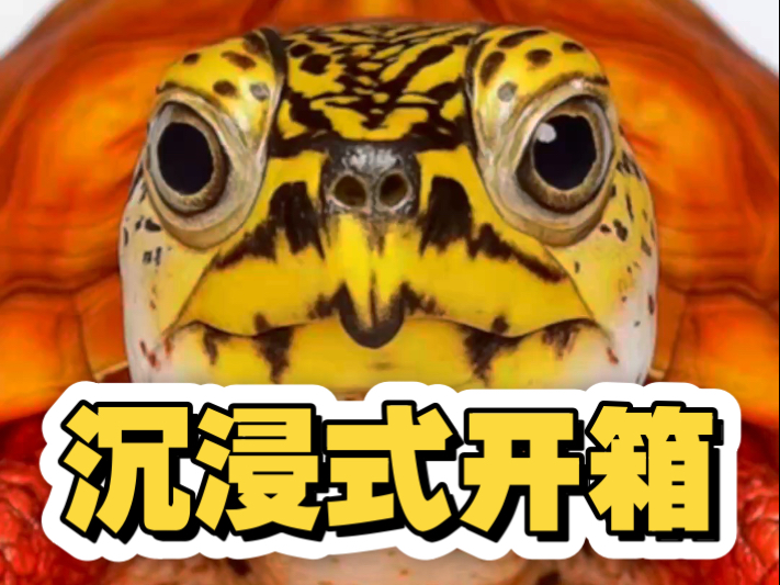 价值3w元的14只龟龟模型