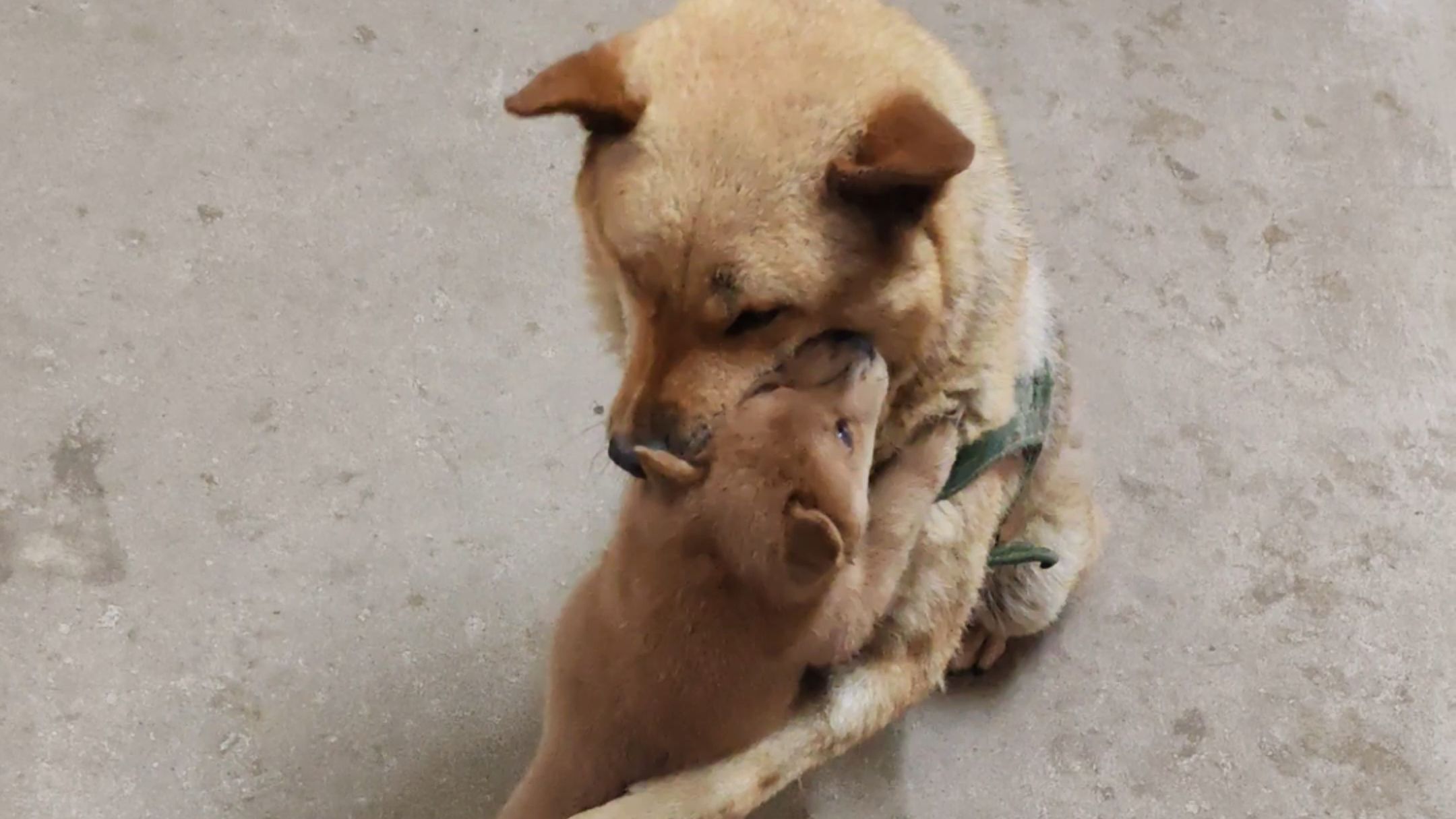 小奶狗与狗叔打架！