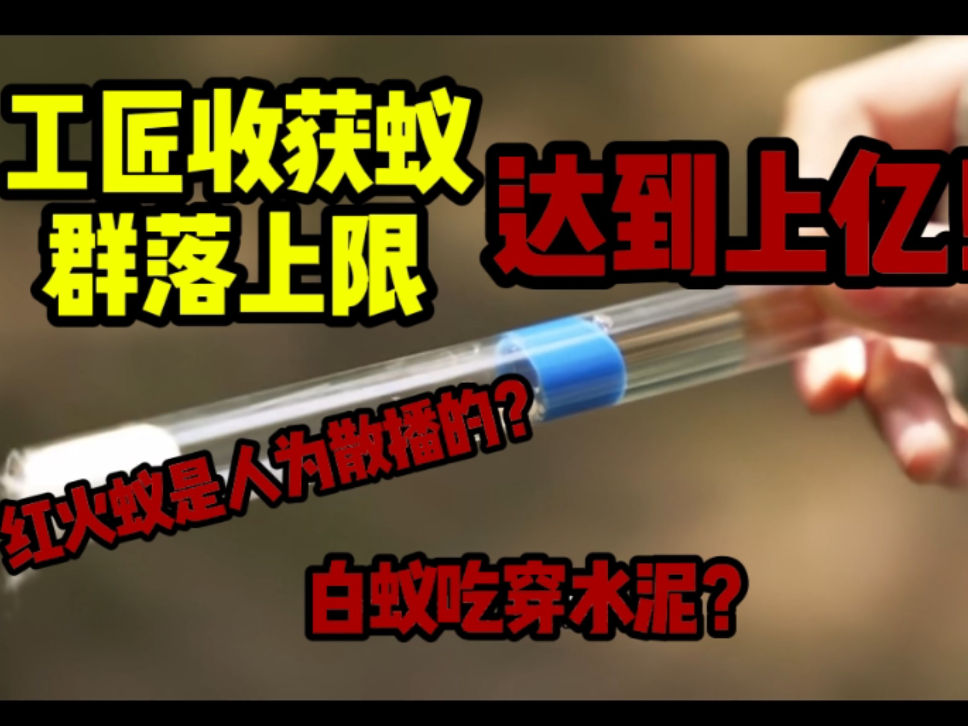 鉴定网络热门蚂蚁视频:工匠收获蚁群落上限达到上亿？