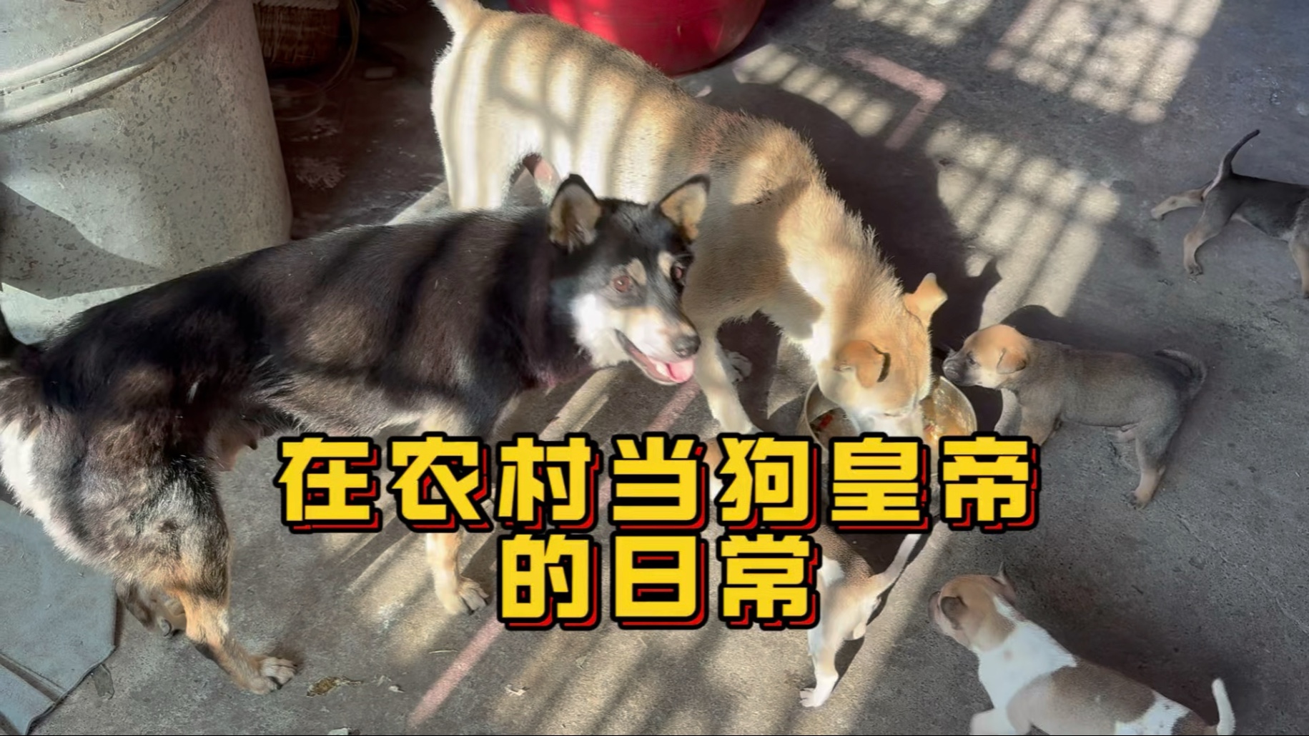 沉浸式体验当“狗皇帝”的日常！小四眼饭被抢了跑来找大哥帮忙