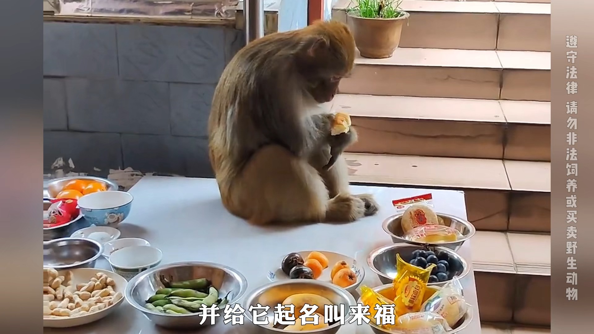 每天通勤7公里的猴子，只为了去山下好心阿姨家混饭吃！
