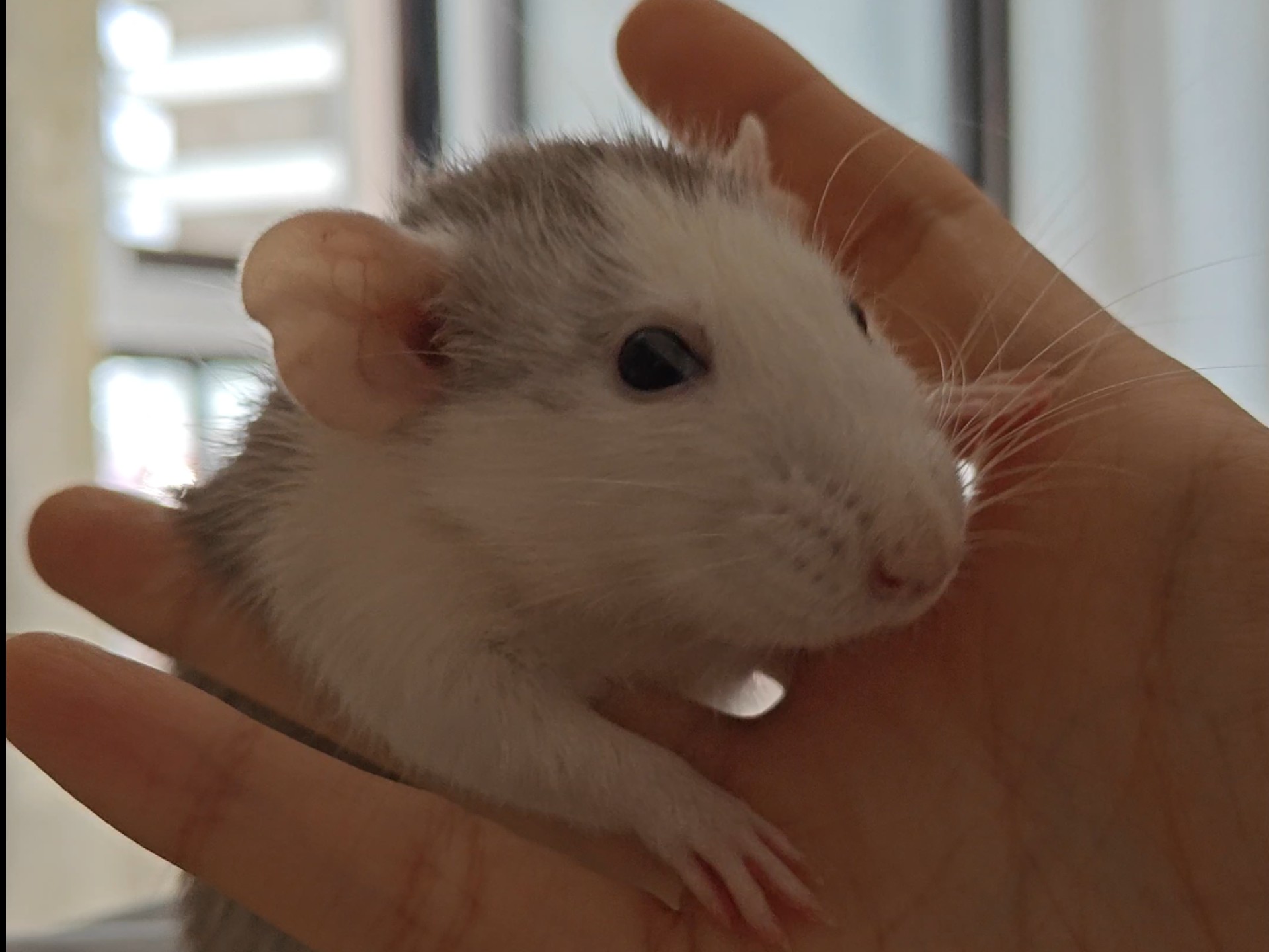 这不是迷你小狗嘛