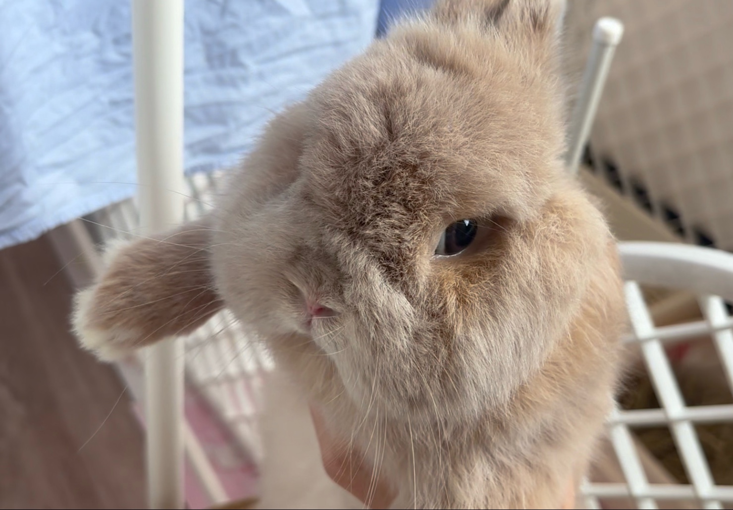 打了弟弟要罚站……