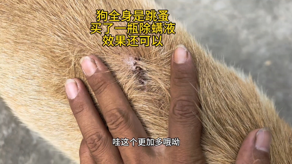 第一次给狗除螨虫跳蚤，没想到这么多！难怪在农村不给狗进房间