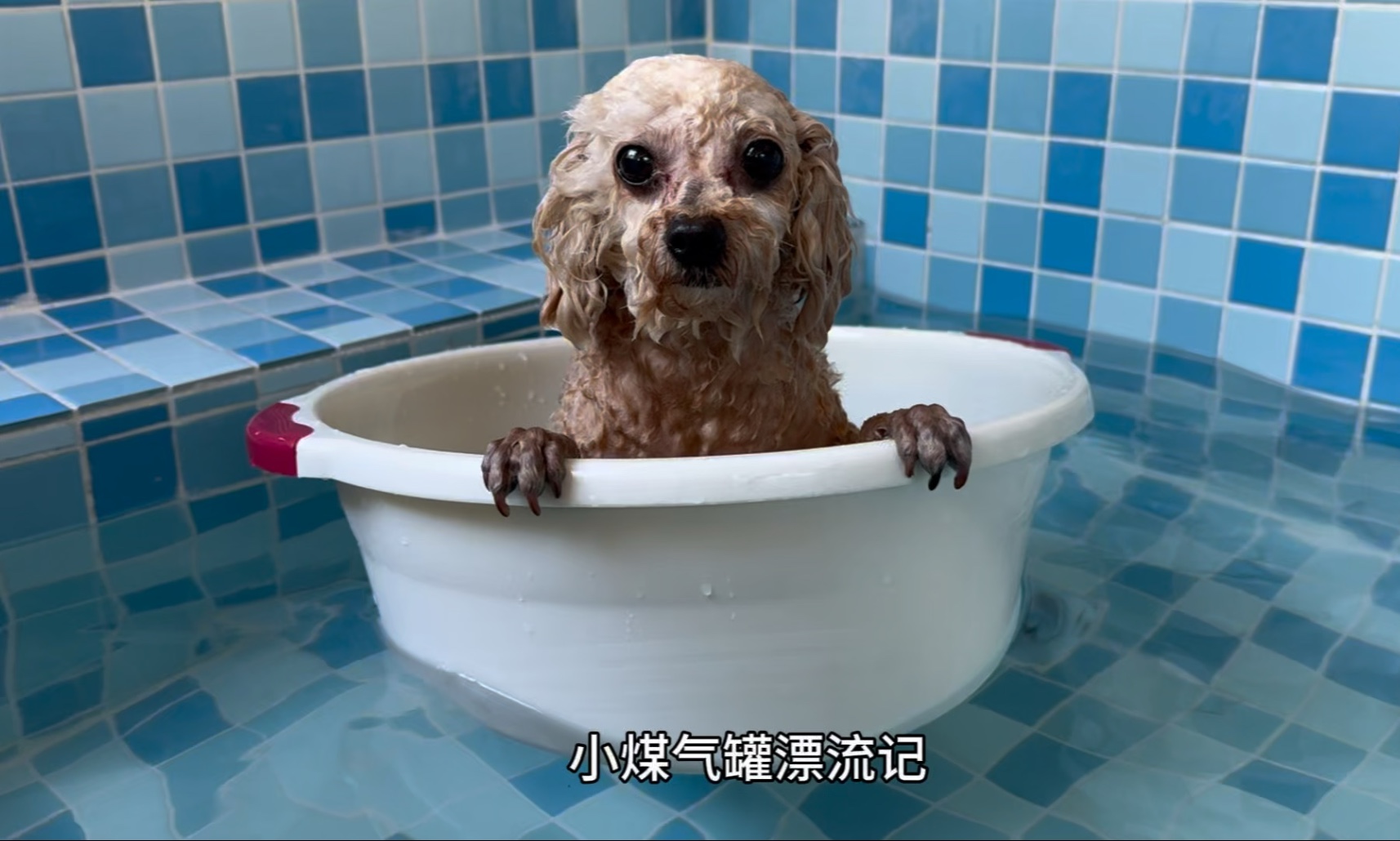 珍妮：不想动，请给我一个盆去漂流！