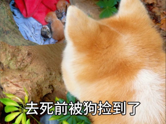 妈妈可以再讲一遍选择我的故事吗？