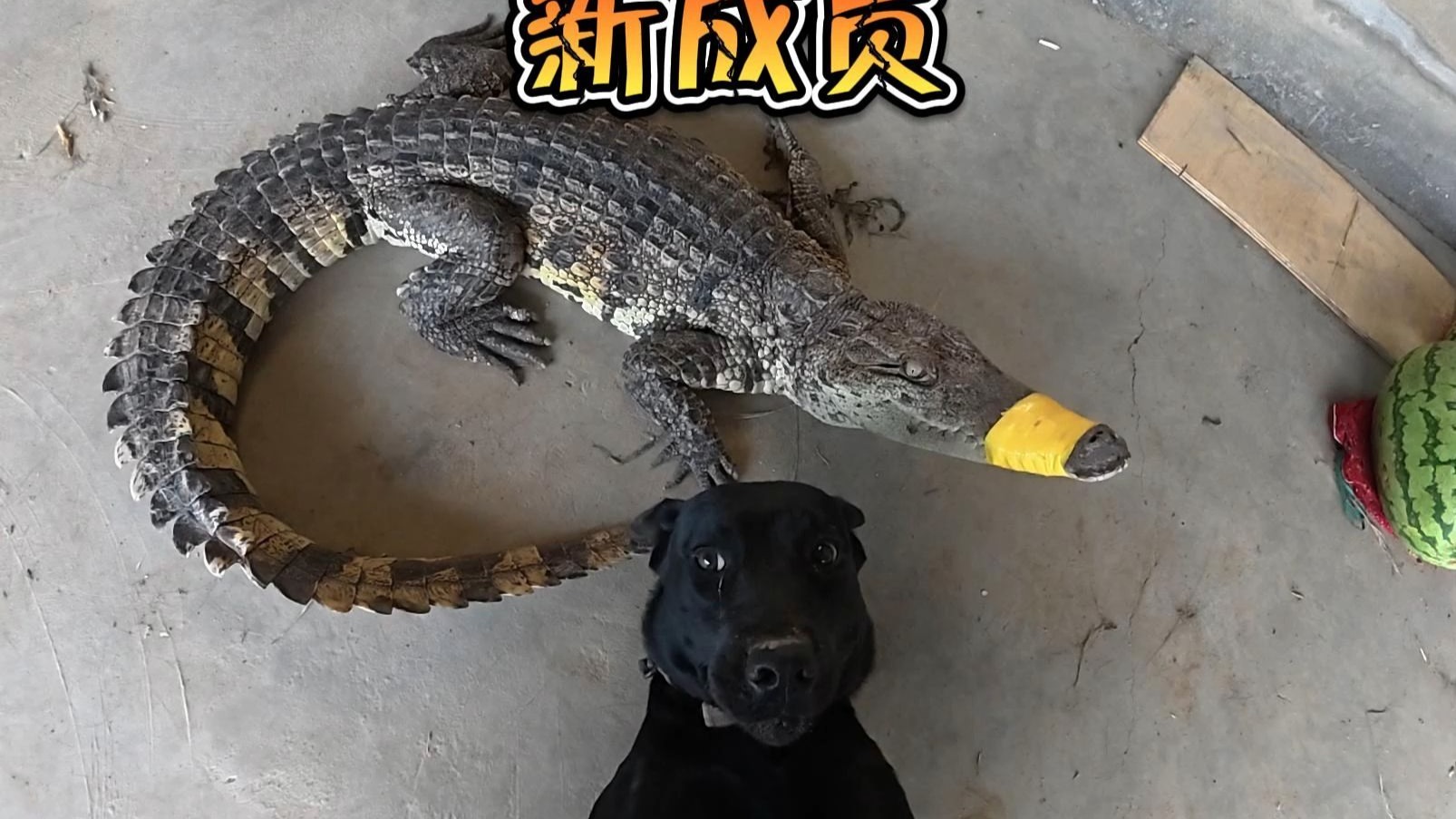 鳄鱼来了！