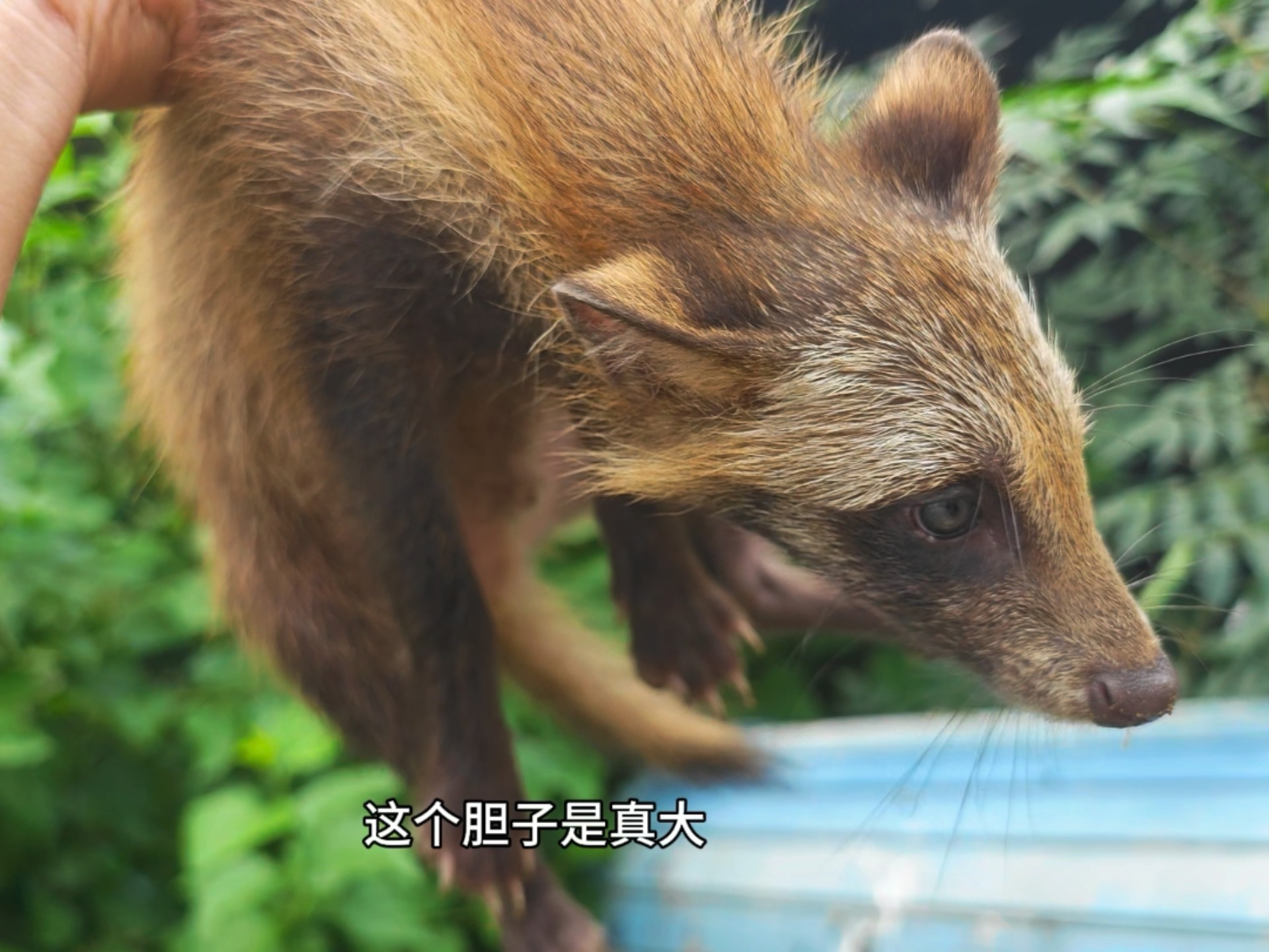 这小貉子胆子是真大，出来放个风和狗抢吃的还敢追大鹅！