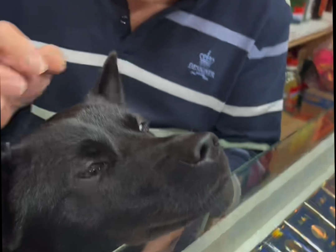 关于本嫡长女变狗仆人这件事