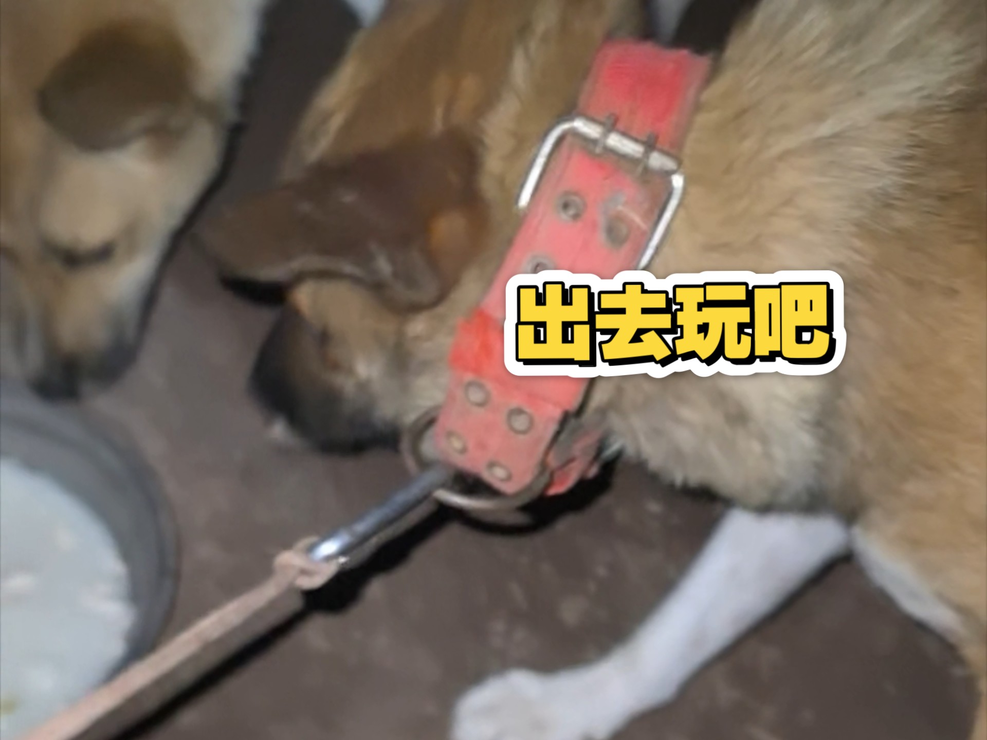 打打小架，没事哒没事哒，今天晚上把胖墩放出去玩儿