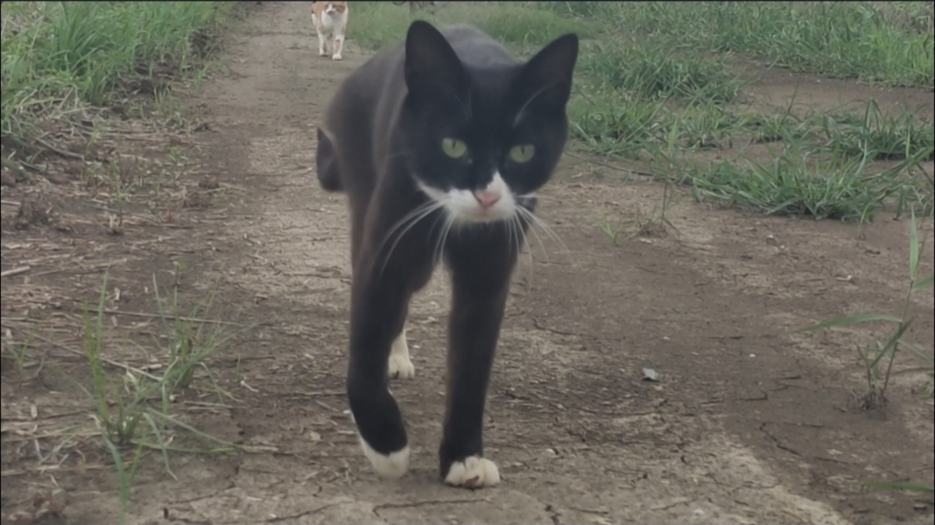 奶牛猫带队巡视黄豆地