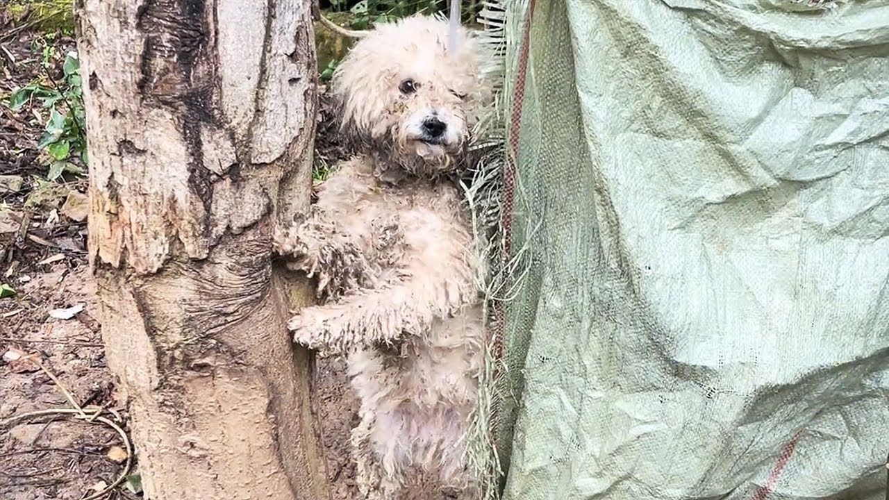 心碎！这只狗不停地向我鞠躬，简直要命。它是在求救吗？