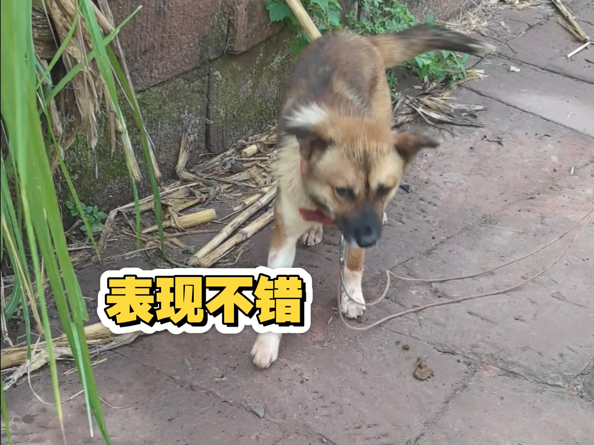 晚上放胖墩出去玩，表现不错，继续保持
