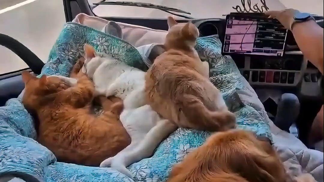 毛孩子都喜欢副驾，就是不系安全带 #带你兜风 #猫狗双全 #猫咪