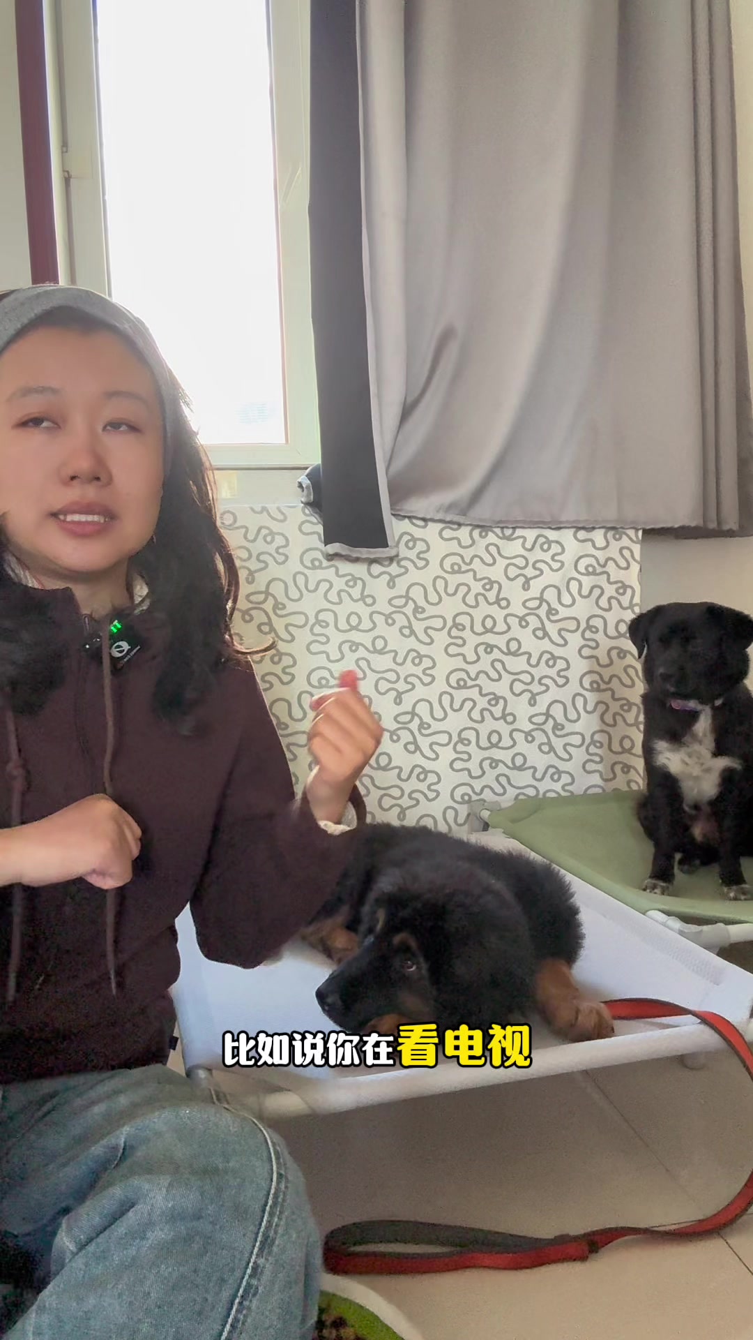 MOJI训练法｜最容易被主人忽略的2个训练