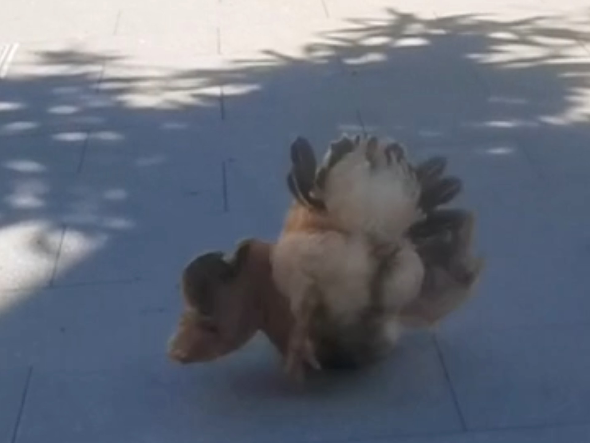 小鸡狼吞虎咽     降落失败笑死我了 用前胸减速