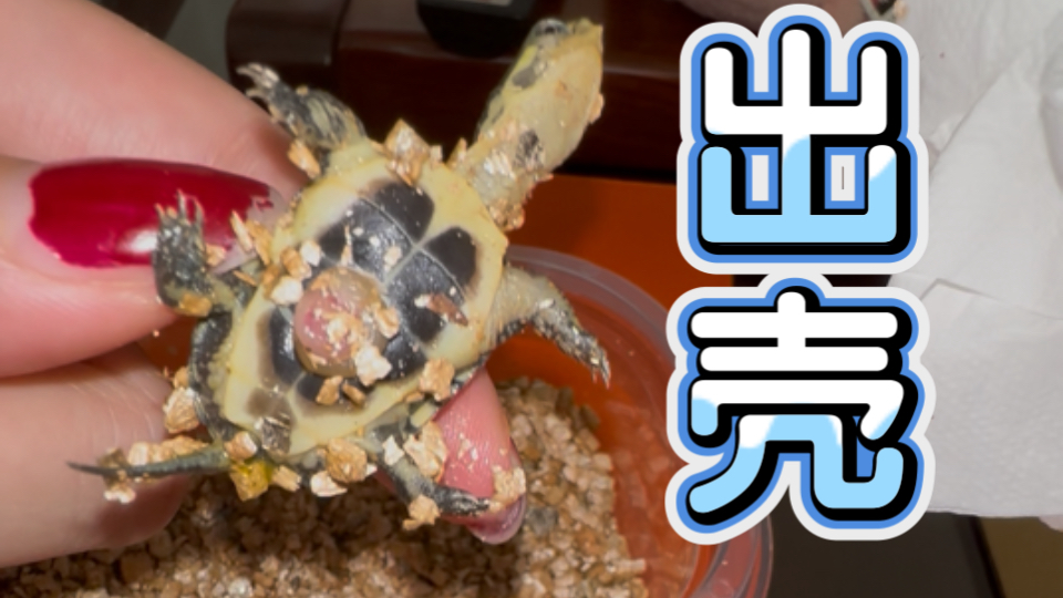 2025小青龟蛋孵化 | 沉浸式观看小乌龟出壳全过程