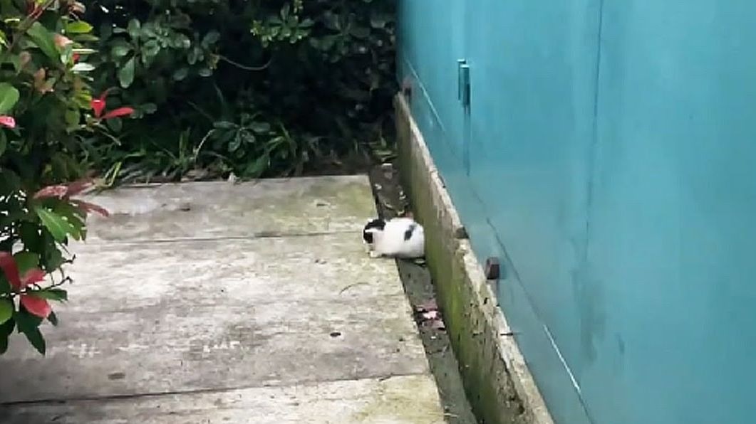 我爸说有3只小猫在那里待了4天，于是我就赶紧过去了