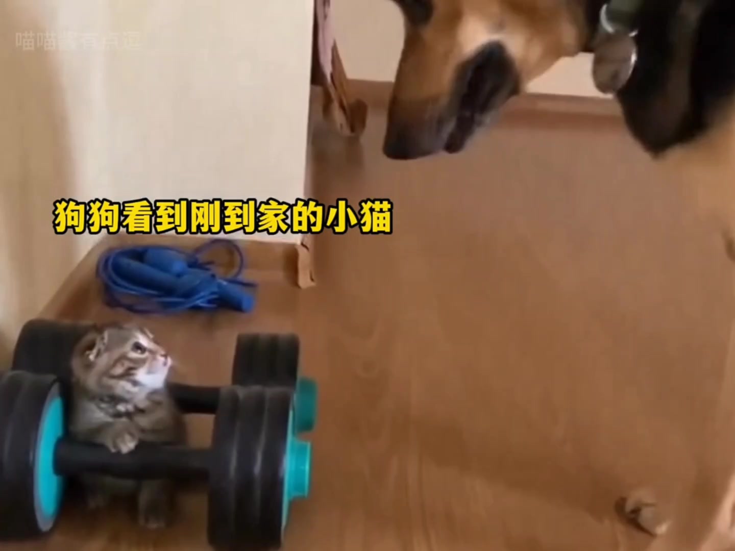 可爱猫咪的治愈瞬间