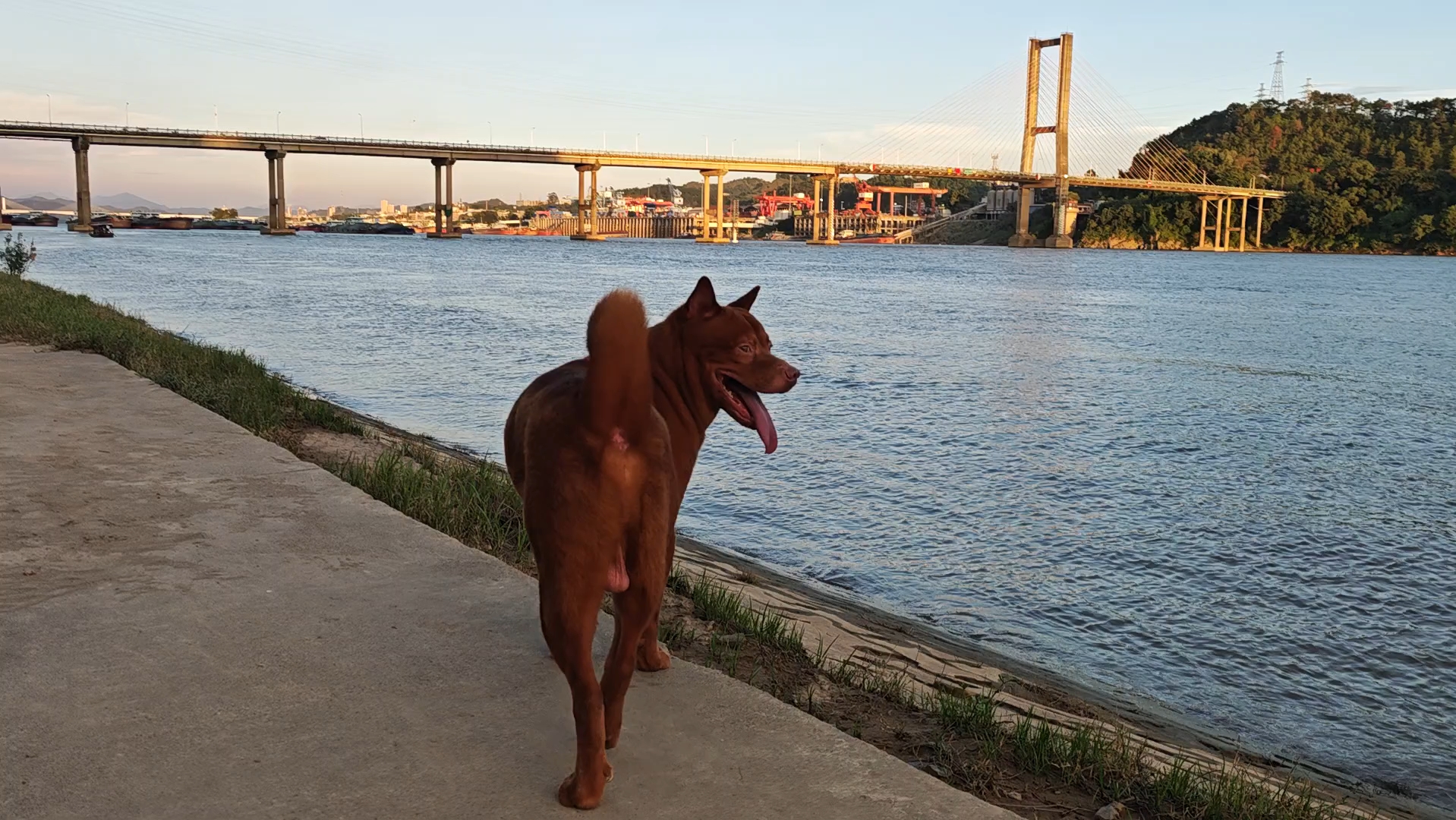 土狗：小狗我呀又回广西啦，顺便看看西江的夕阳