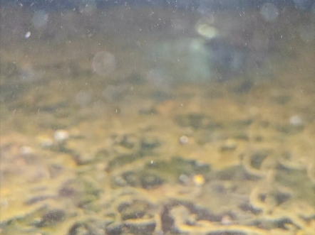 大堡礁的底缸蛋分换成了微生物