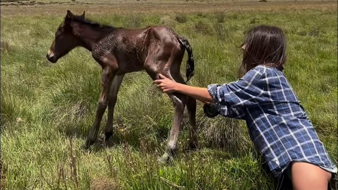 救助落水的野马幼崽，家长在一旁等着